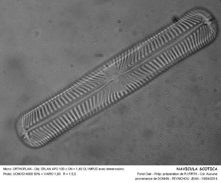 NAVICULA SCOTICA #37241