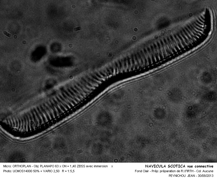NAVICULA SCOTICA #33519