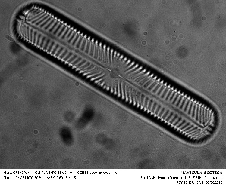 NAVICULA SCOTICA #33518