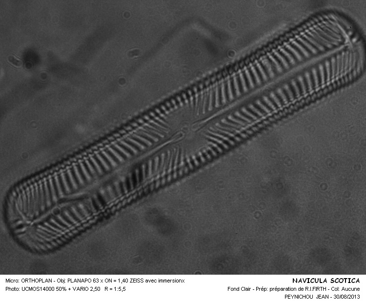 NAVICULA SCOTICA #33517