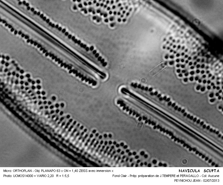 NAVICULA SCULPTA #32550