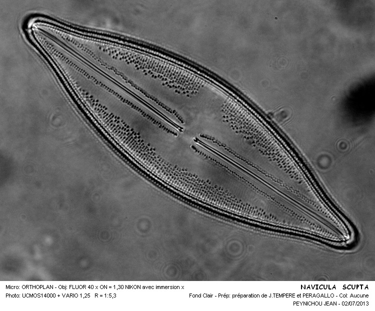 NAVICULA SCULPTA #32545