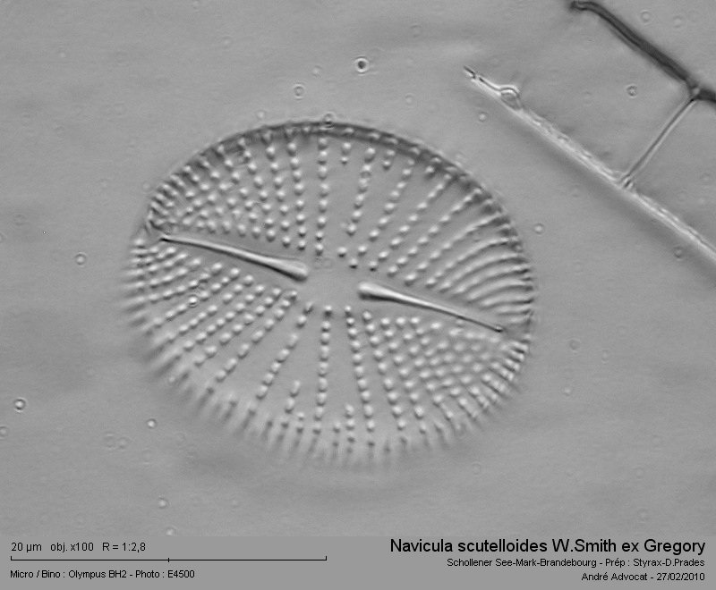 Navicula scutelloides W.Smith ex Gregory #14766