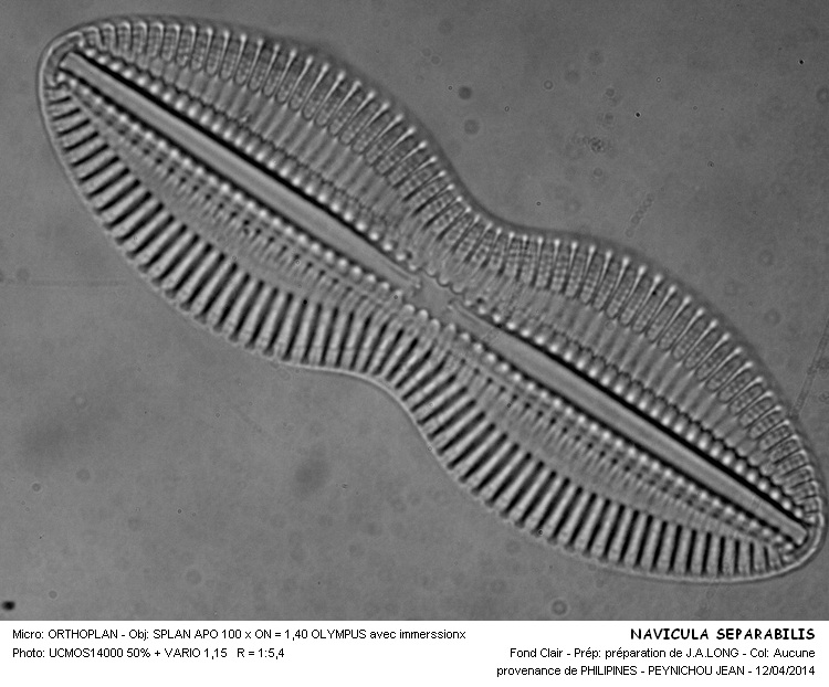 NAVICULA SEPARABILIS #37155