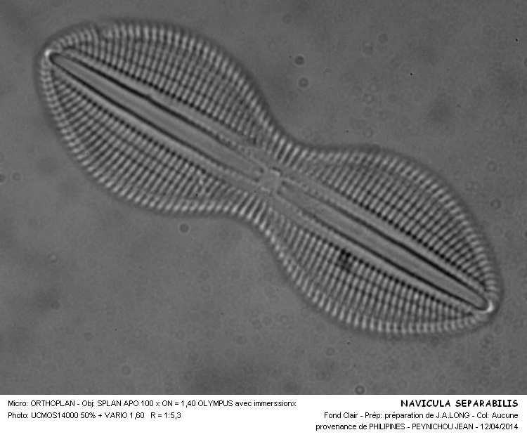 NAVICULA SEPARABILIS #37156