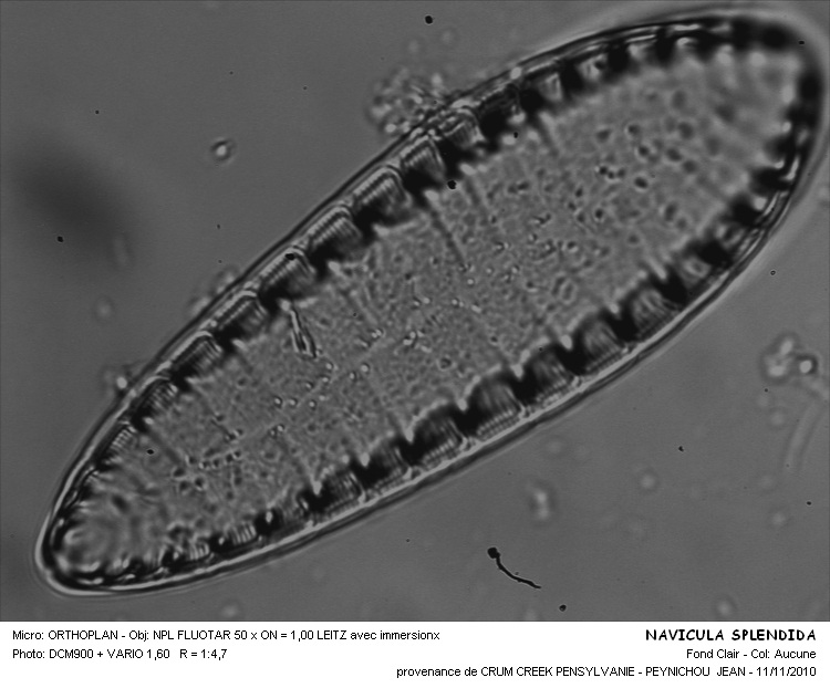 NAVICULA SPENDIDA #34781