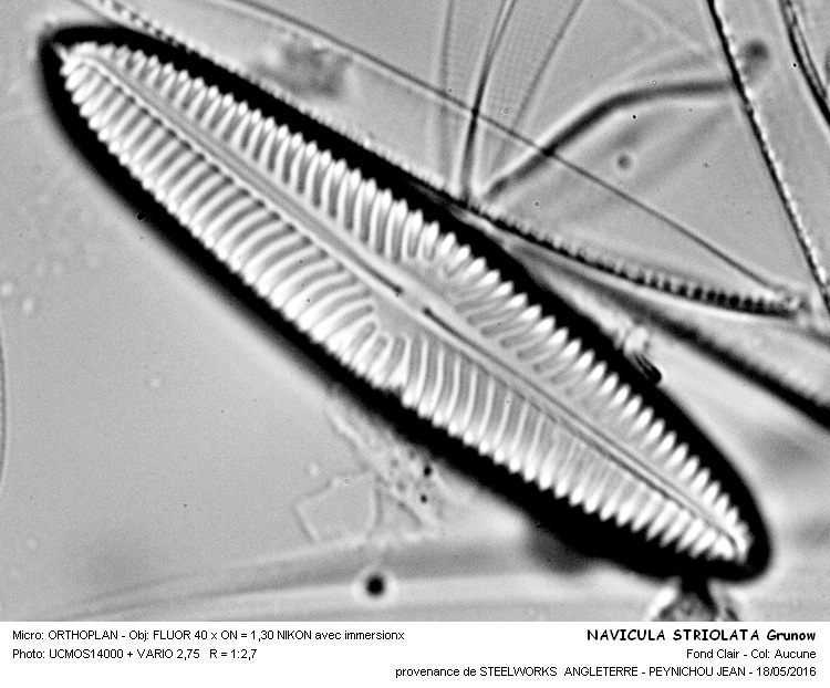 NAVICULA STIOLATA Grunow #45217