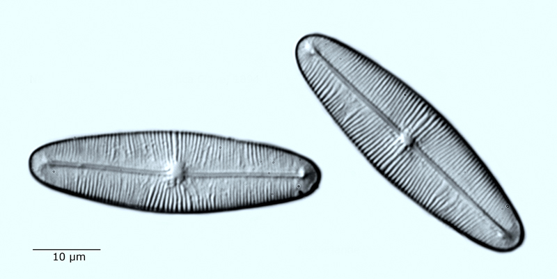 Navicula subinflata #59894