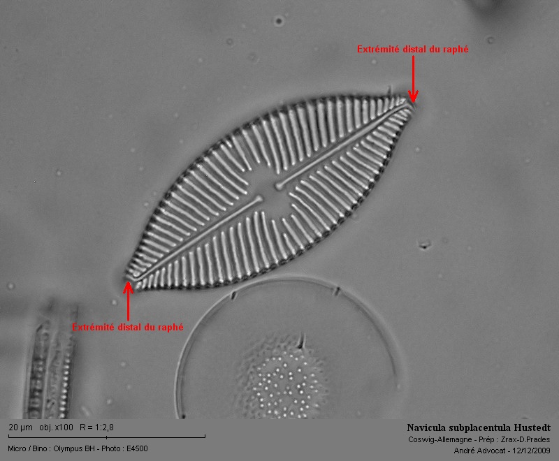 Navicula subplacentula Hustedt #13716