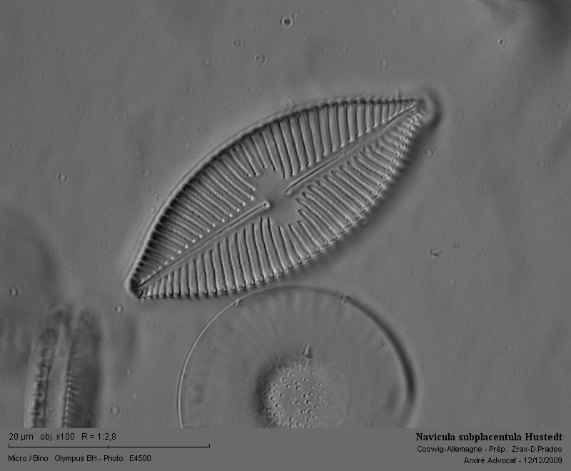 Navicula subplacentula Hustedt #13714