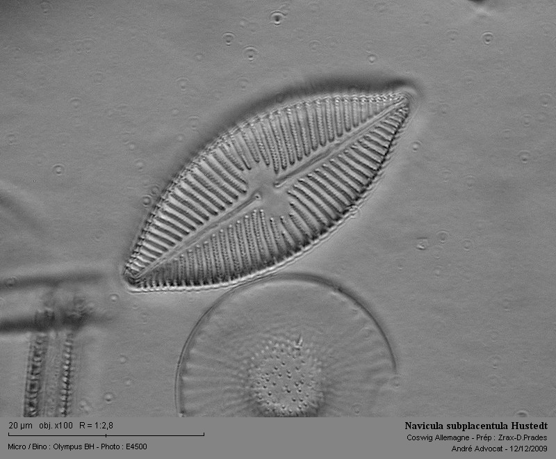 Navicula subplacentula Hustedt #13715