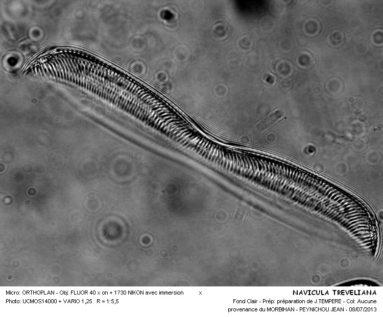 NAVICULA TREVELYANA #32606
