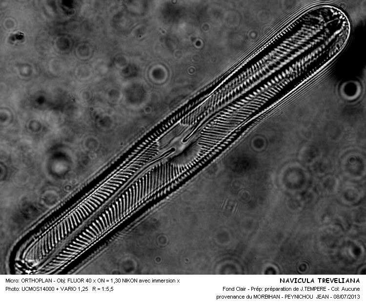 NAVICULA TREVELYANA #32605