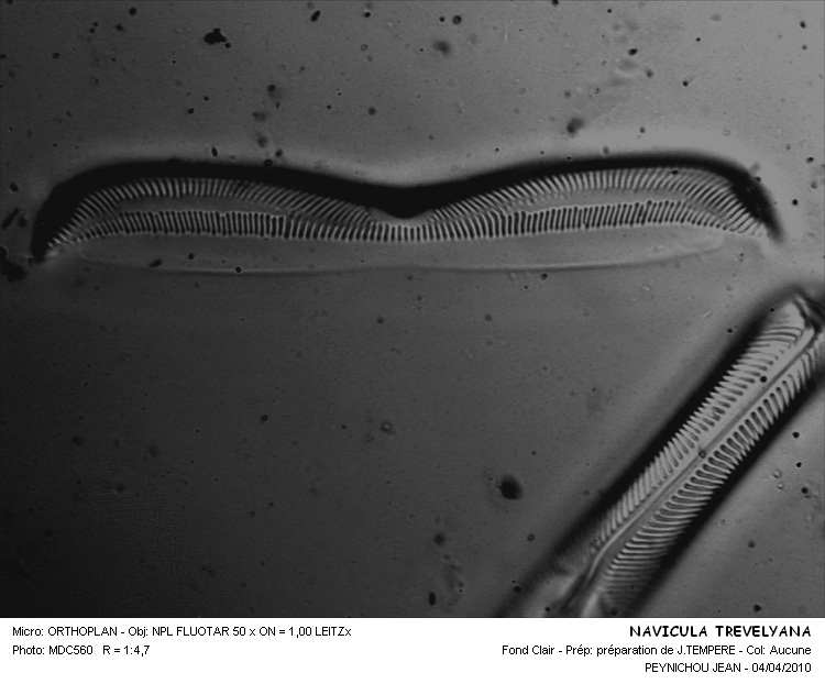 NAVICULA TREVELYANA #31779