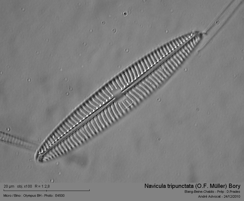 Navicula tripunctata (O.F.)Müller) Bory #19866