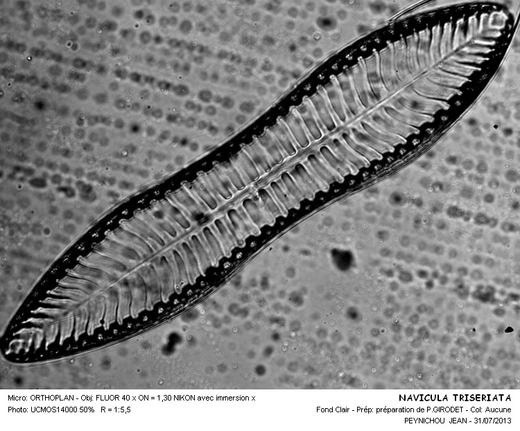 NAVICULA TRISERIATA #32983