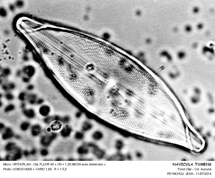 NAVICULA TUMENS #38184