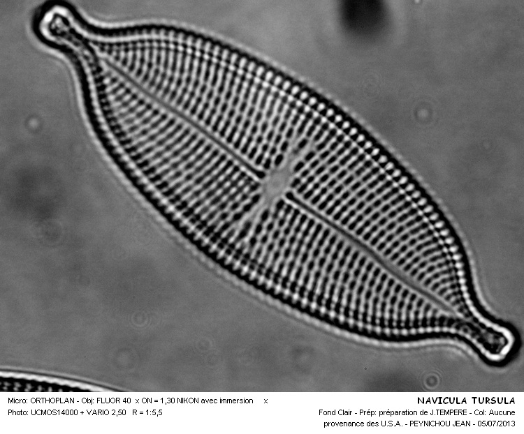 NAVICULA tuscula Ehrenberg #32579