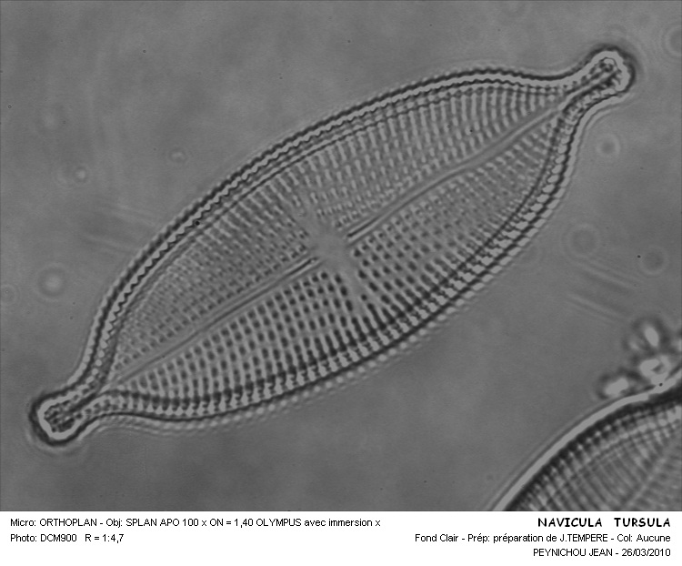 NAVICULA tuscula Ehrenberg #31772