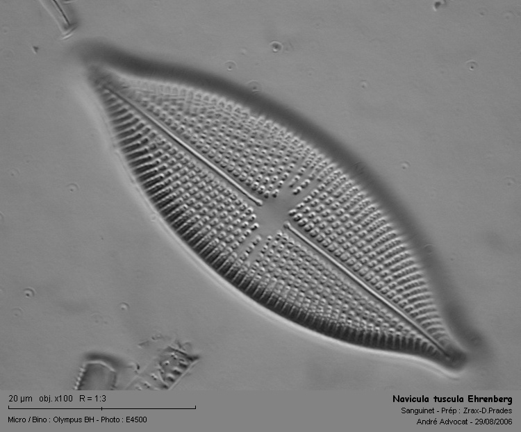 Navicula tuscula Ehrenberg #5495