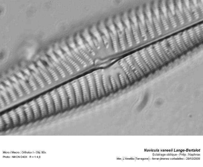 Navicula vaneeii Lange-Bertalot #13058