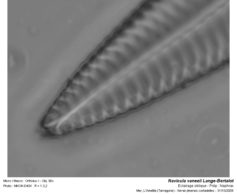 Navicula vaneeii Lange-Bertalot #13059