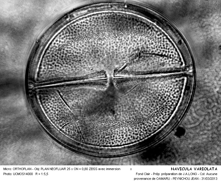 NAVICULA VARIOLATA #30356
