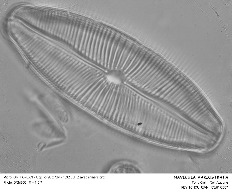 NAVICULA VARIOSTRIATA #31771