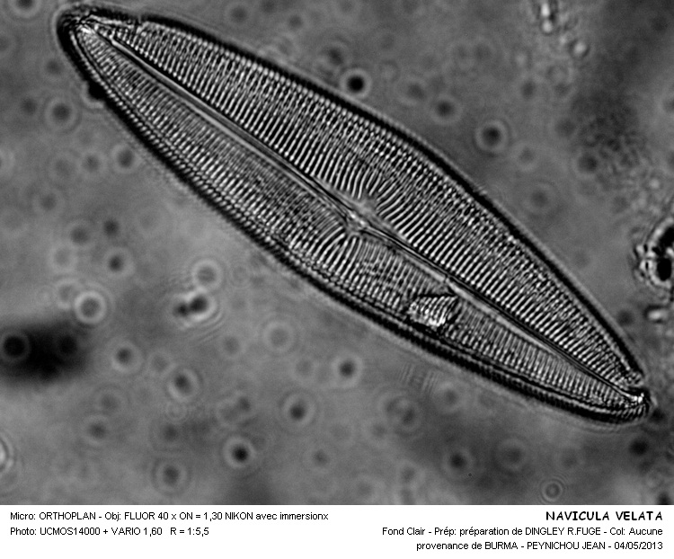 NAVICULA VELATA #30920