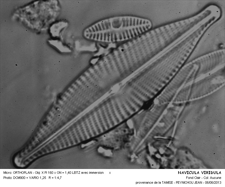 NAVICULA VIRIDULA #31769
