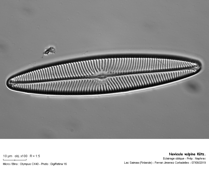 Navicula vulpina Kütz. #63702