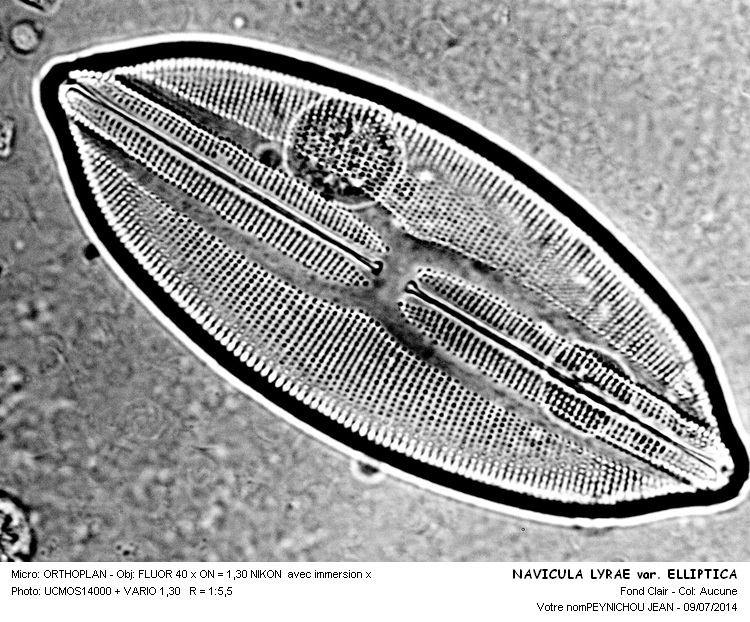 NAVICULE LYRAE var. ELLIPTICA #38167