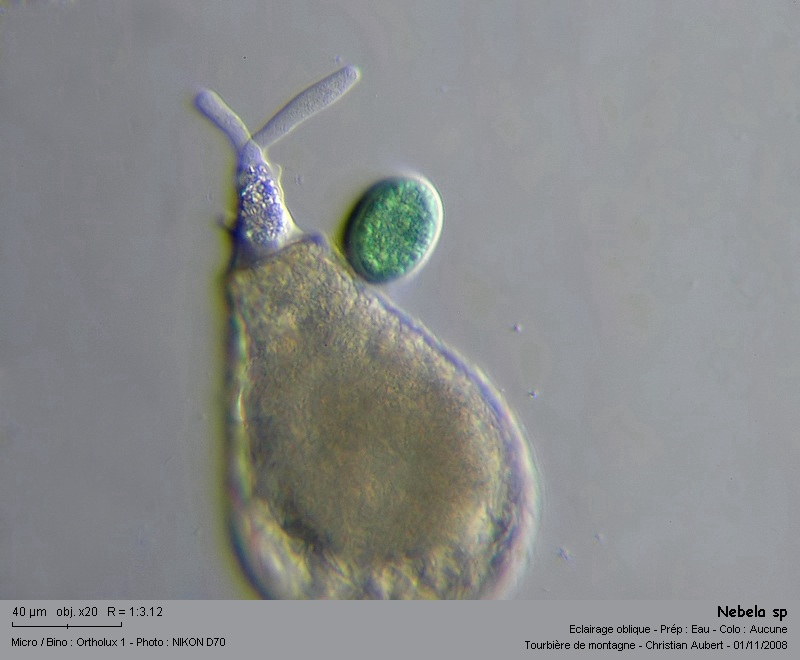 Nebela sp. In vivo - Amibe à thèque, tourbière #6477