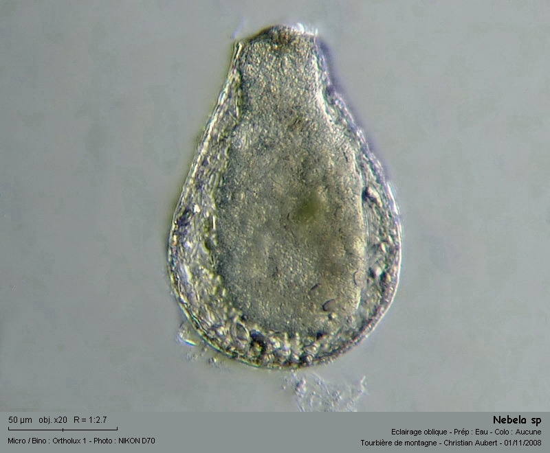 Nebela sp. In vivo - Amibe à thèque, tourbière #6475