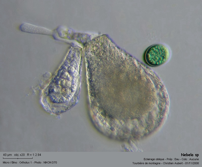 Nebela sp. In vivo - Amibe à thèque, tourbière #6478