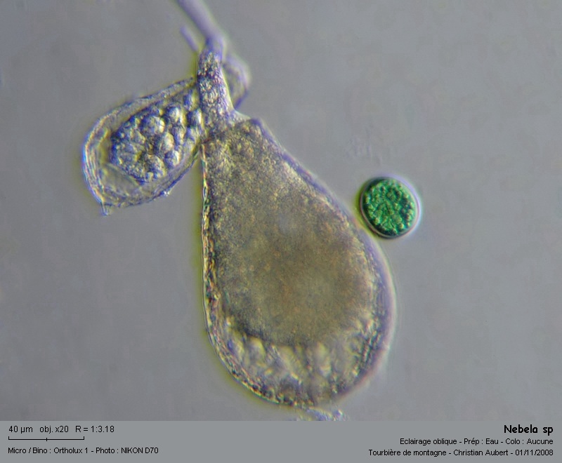 Nebela sp. In vivo - Amibe à thèque, tourbière #6479
