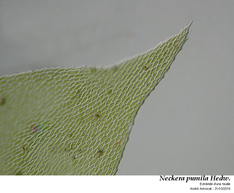 Neckera pumila Hedw. #47455