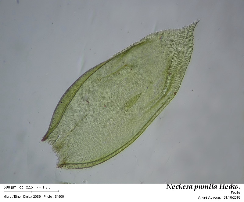 Neckera pumila Hedw. #47454