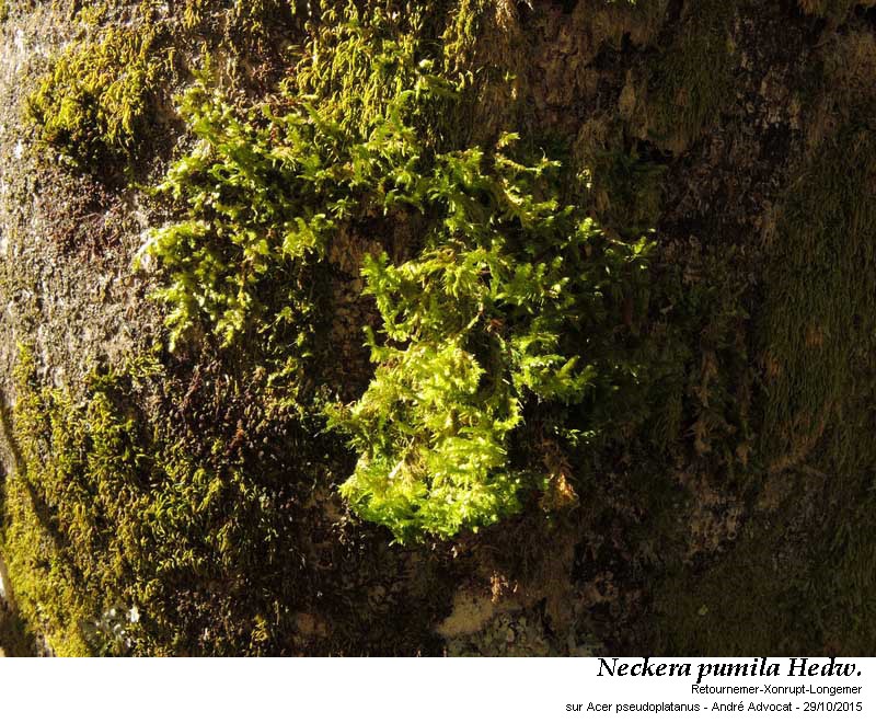 Neckera pumila Hedw. #47451