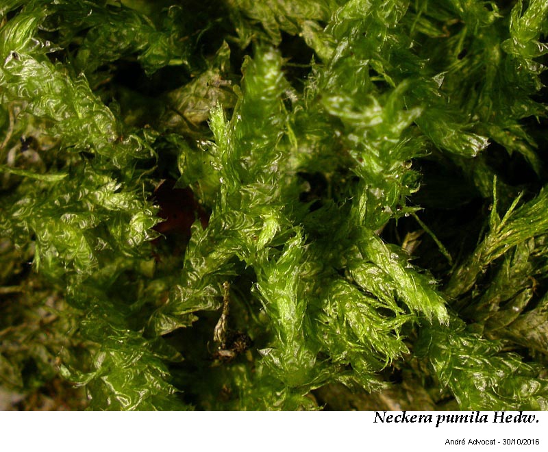 Neckera pumila Hedw. #47452