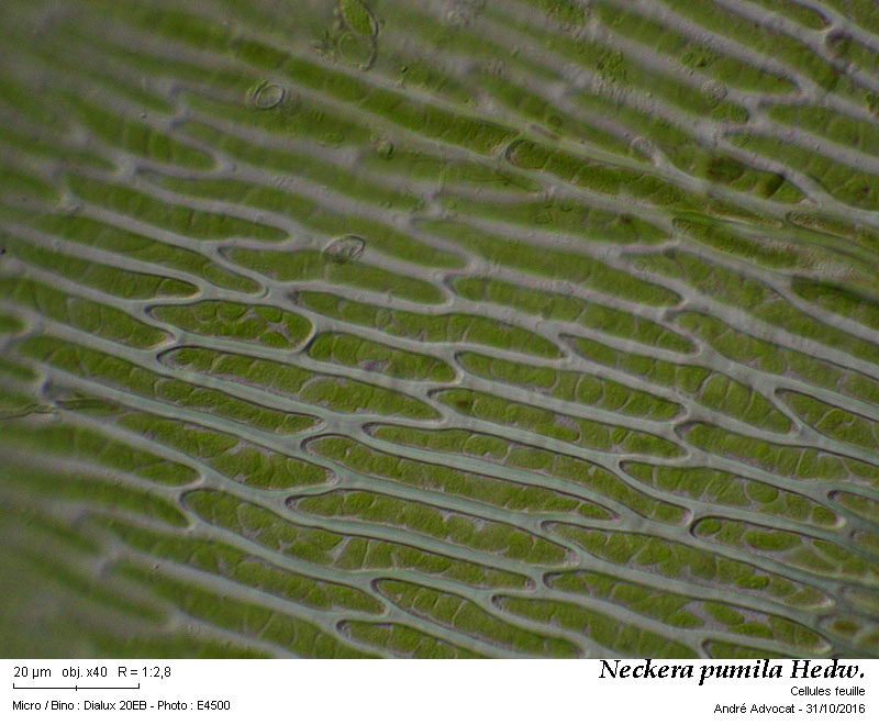 Neckera pumila Hedw. #47456