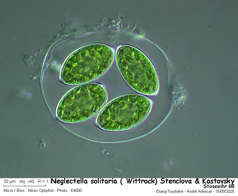 Neglectella solitaria (Wittrock) Stenclova & Kastovsky #83662