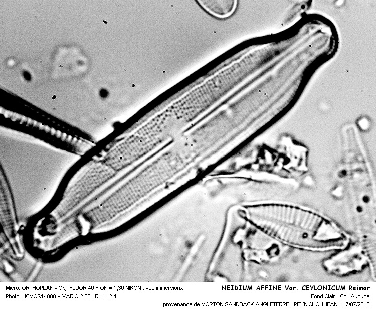 NEIDIUM AFFINE Var.CEYLONICUM Reimer #46138