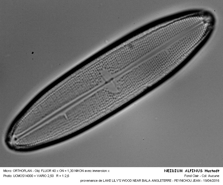 NEIDIUM ALPINUS Hustedt #44644