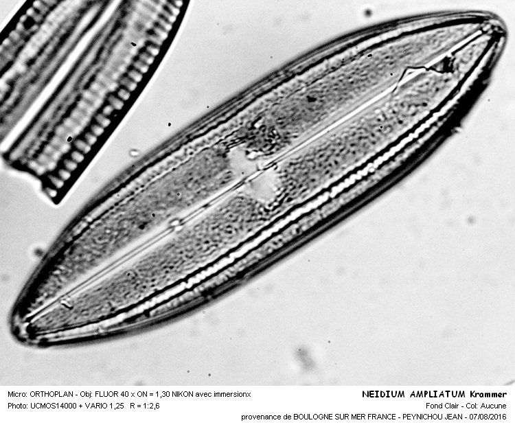 NEIDIUM ampliatum Krammer #46393
