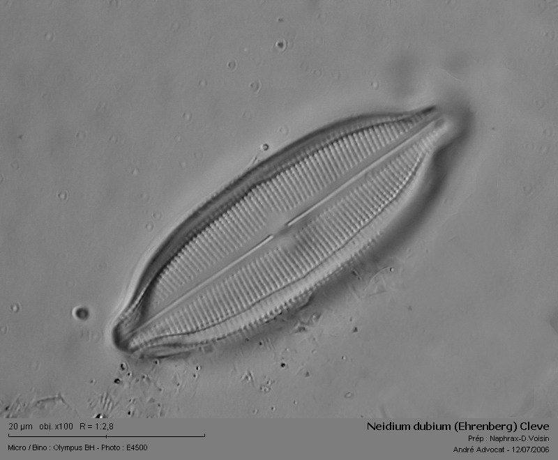 Neidium dubium (Ehr.) Cleve #41028