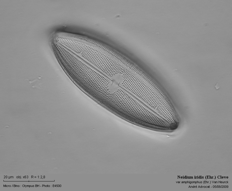 Neidium iridis (Ehr.) Cleve var.amphigomphus(Ehr.) Van Heur #11846