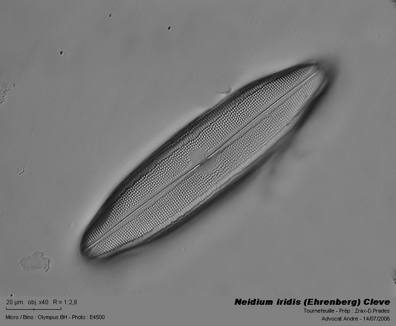Neidium iridis (Ehrenberg) Cleve #3436
