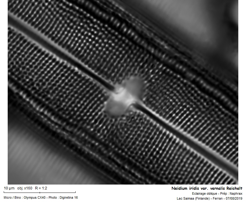 Neidium iridis var. vernalis Reichelt #63383