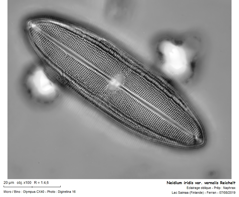 Neidium iridis var. vernalis Reichelt #63382
